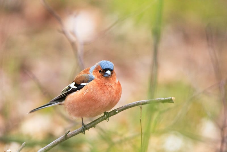 Các bạn có thể kết hợp với các phần mềm hậu kỳ