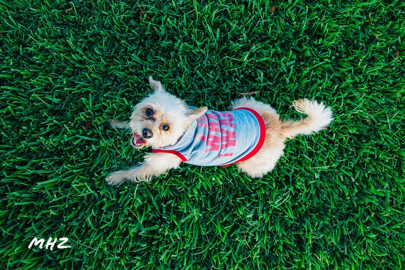 Tái tạo màu sắc trung thực