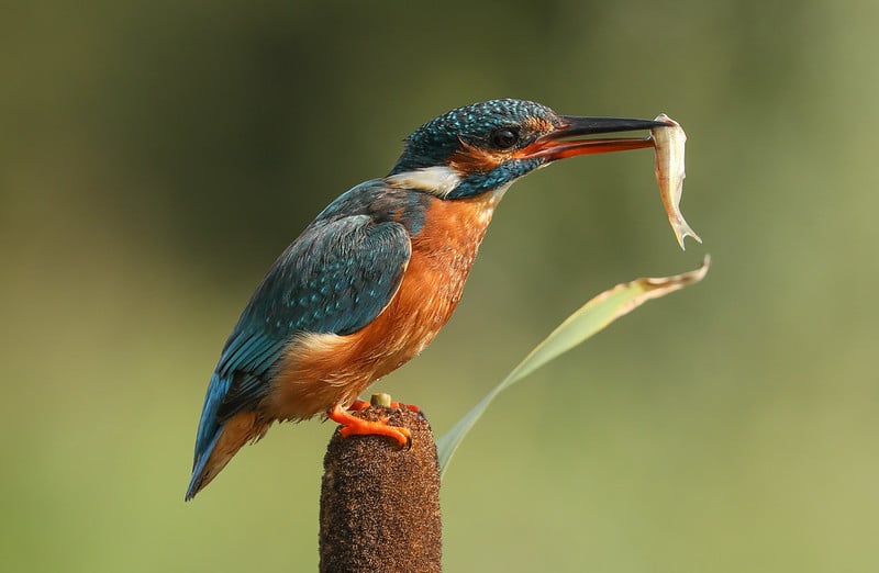 Dòng camera có thể đáp ứng tốt nhu cầu quay phim