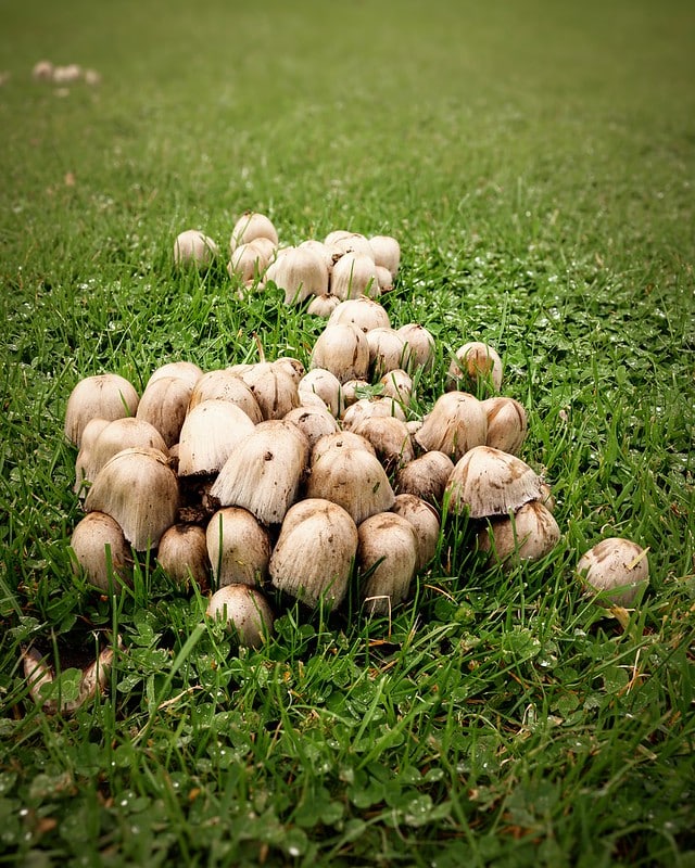 Lấy nét mượt mà với động cơ STM