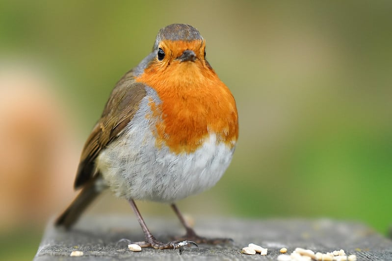 Hiệu năng của mark 4 nổi trội trong hiệu suất lấy nét