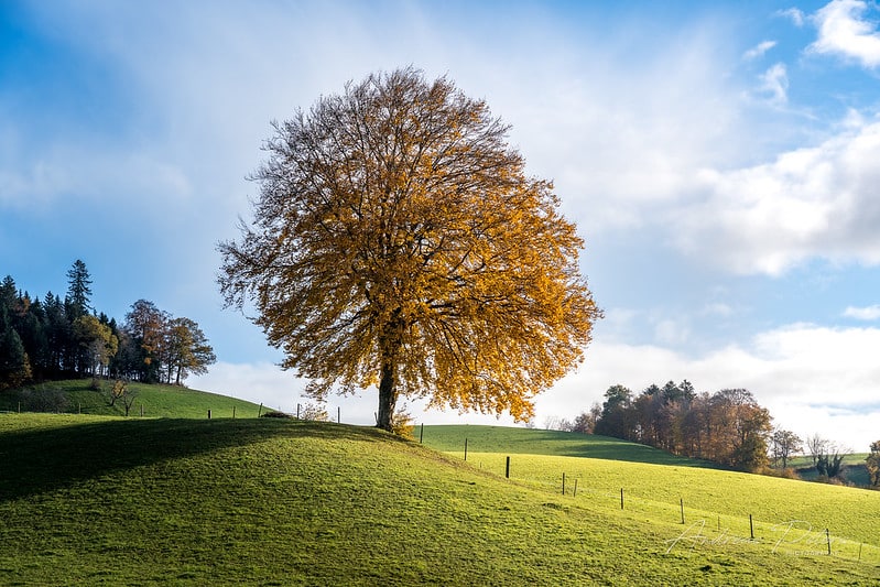 Chất lượng hình ảnh của máy chiều lòng người thích hệ Sony