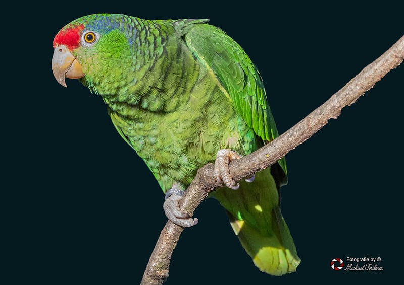 Khẩu độ lớn f/1.8 – Kiểm soát ánh sáng và xóa phông hiệu quả