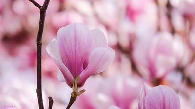 Hiệu năng của camera được đánh giá khá ổn