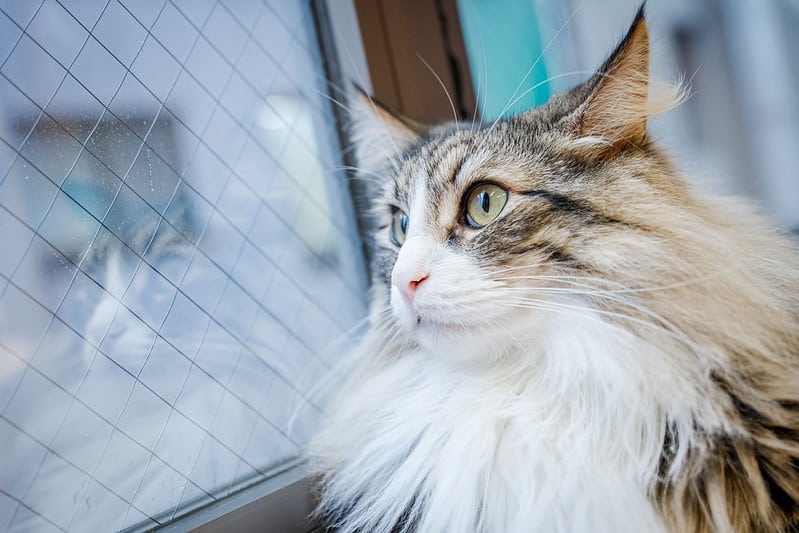 Chất lượng hình ảnh của camera nhận được nhiều lời khen