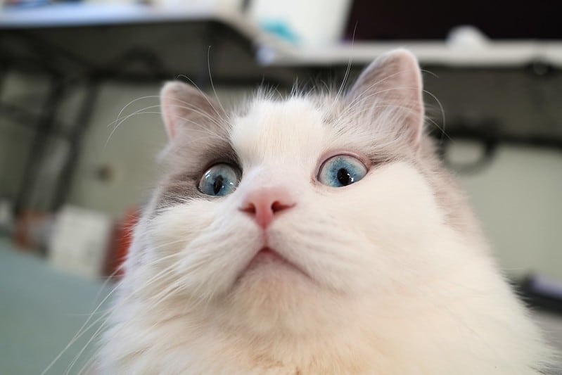 Hiệu năng của camera rất vượt trội trong phân khúc