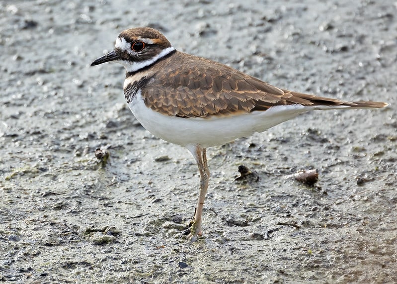 Vòng điều khiển tiện lợi