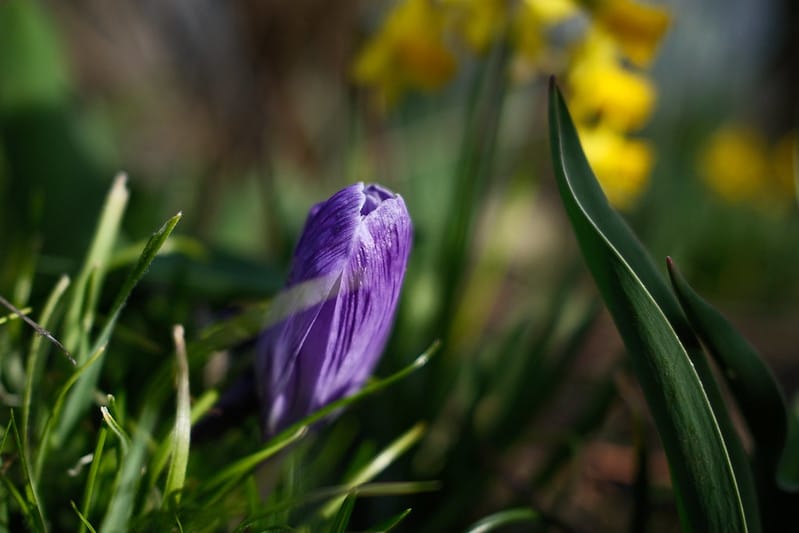 Chất lượng hình ảnh của máy ảnh Fujifilm X100VI