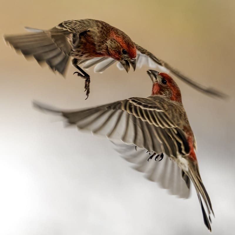 Máy ảnh có khả năng tái tạo màu sắc rất ấn tượng