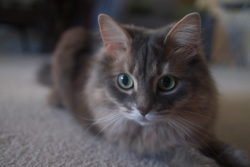 Hiệu năng của camera này đã được cải tiến với bản trước