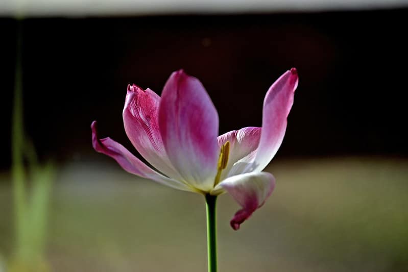 Hình ảnh thu được luôn sắc nét, chân thực