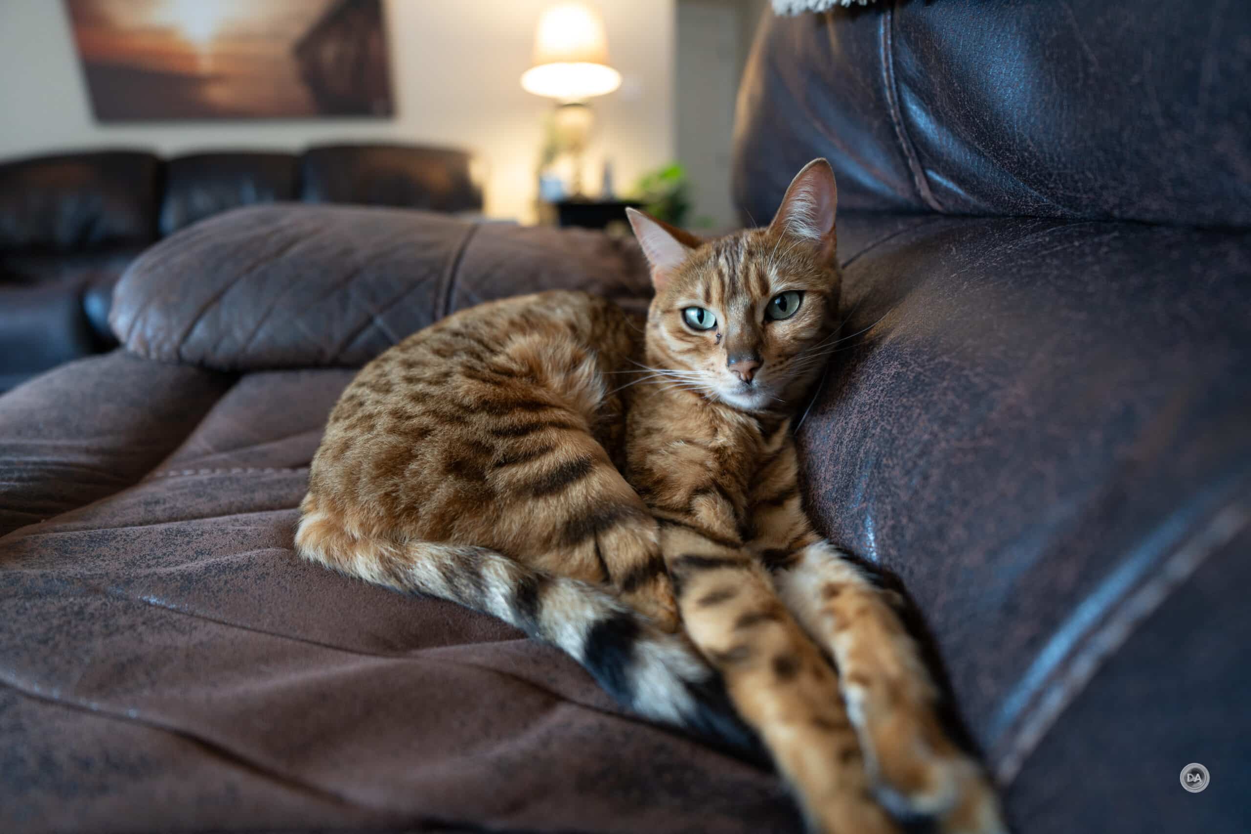 Khẩu độ lớn f/1.8 – Sáng tạo trong mọi điều kiện ánh sáng