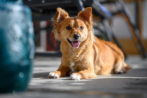 Cơ chế khẩu độ điện tử – điều chỉnh mượt mà, chính xác