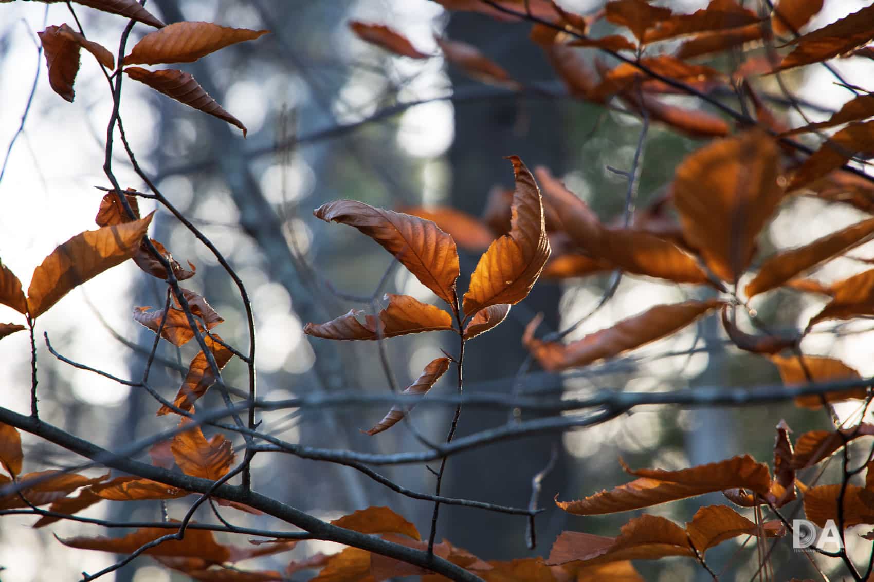 Ống kính Canon RF 24-105mm f/4L IS USM tích hợp vòng điều khiển chuyên dụng