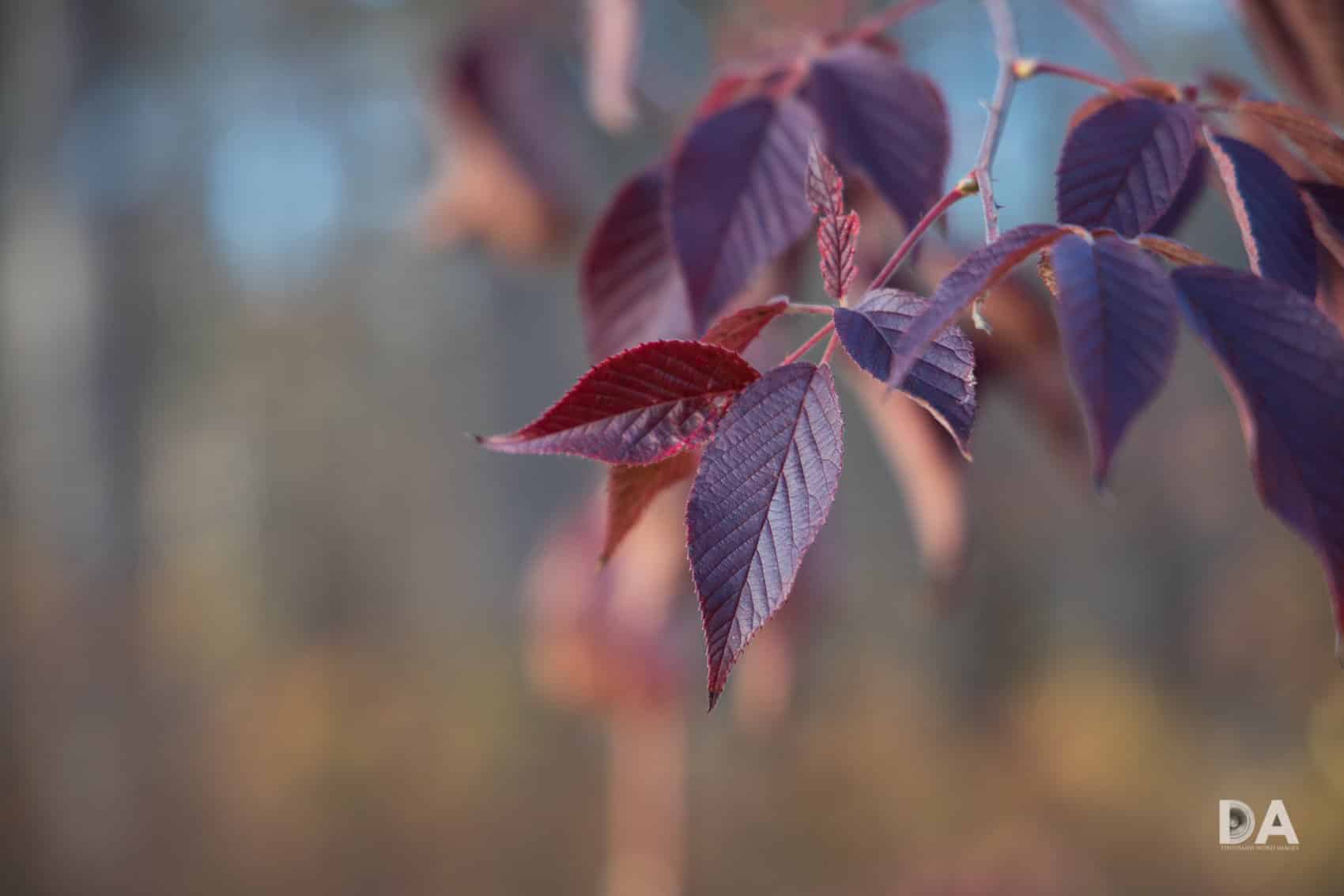 Canon RF 24-105mm f/4L IS USM được trang bị công nghệ lấy nét Nano USM