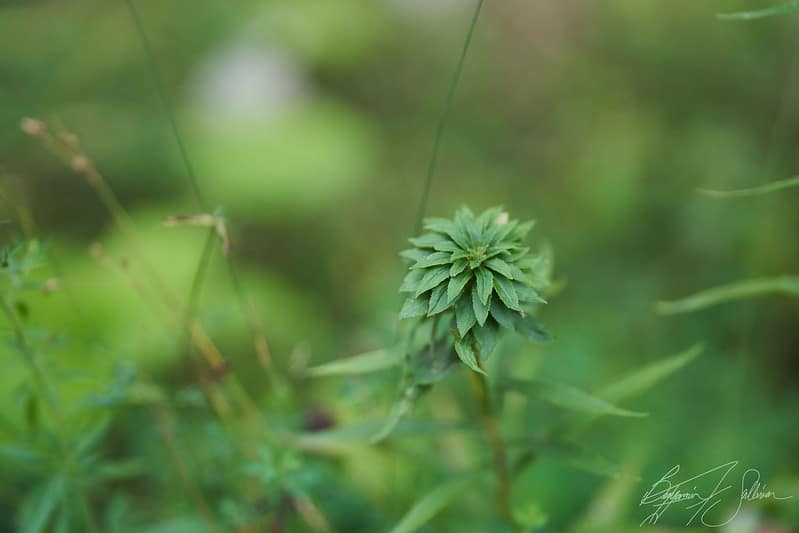 Sigma 85mm f/1.4 DG DN Art lấy nét nhanh, mượt và yên tĩnh