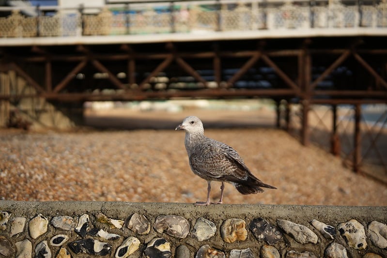 Khẩu độ f/1.4 – Làm mờ hậu cảnh tuyệt đẹp