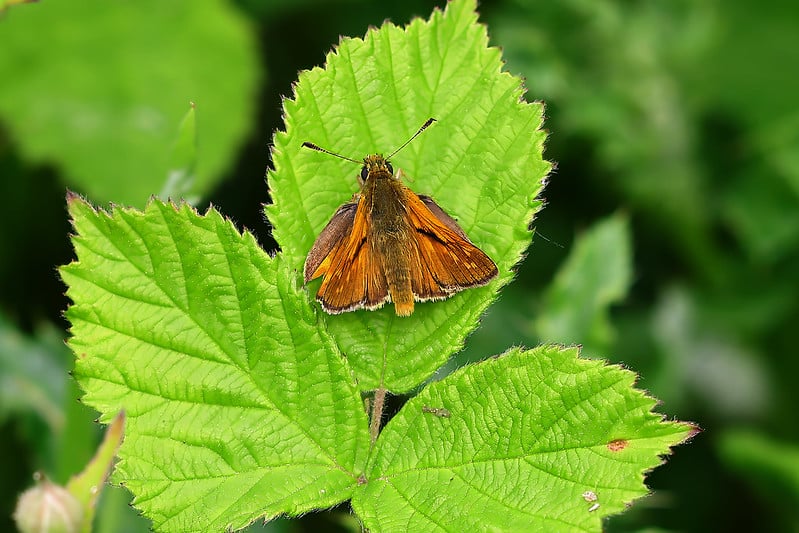 Khả năng lấy nét nhanh, chính xác