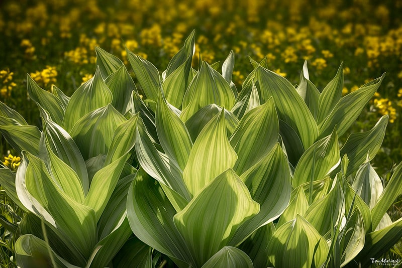 Thiết kế và khả năng chụp linh hoạt