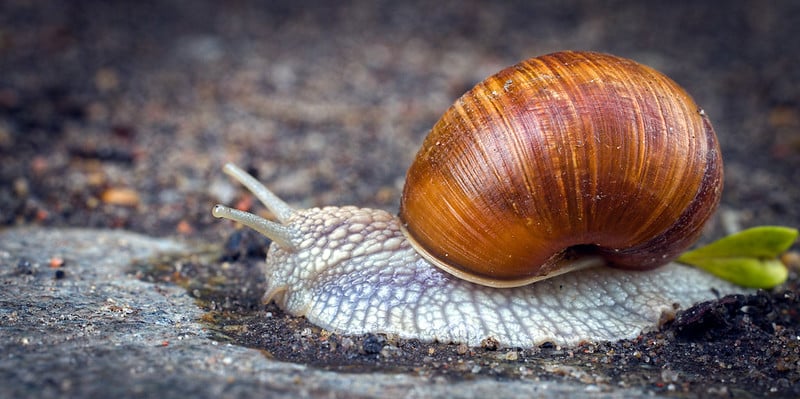 Canon RF 100mm f/2.8L Macro IS USM là lựa chọn không thể thiếu trong bộ sưu tập ống kính