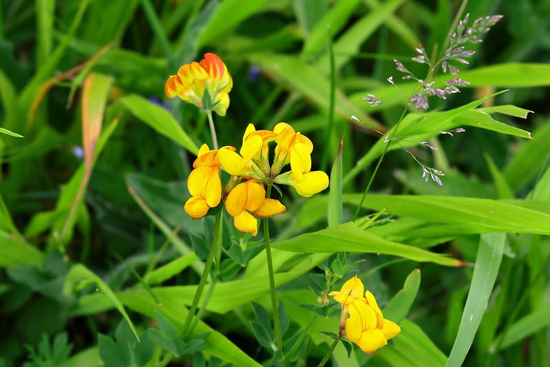 Canon RF 100mm f/2.8L Macro IS USM – Ống kính macro đỉnh cao cho hệ EOS R