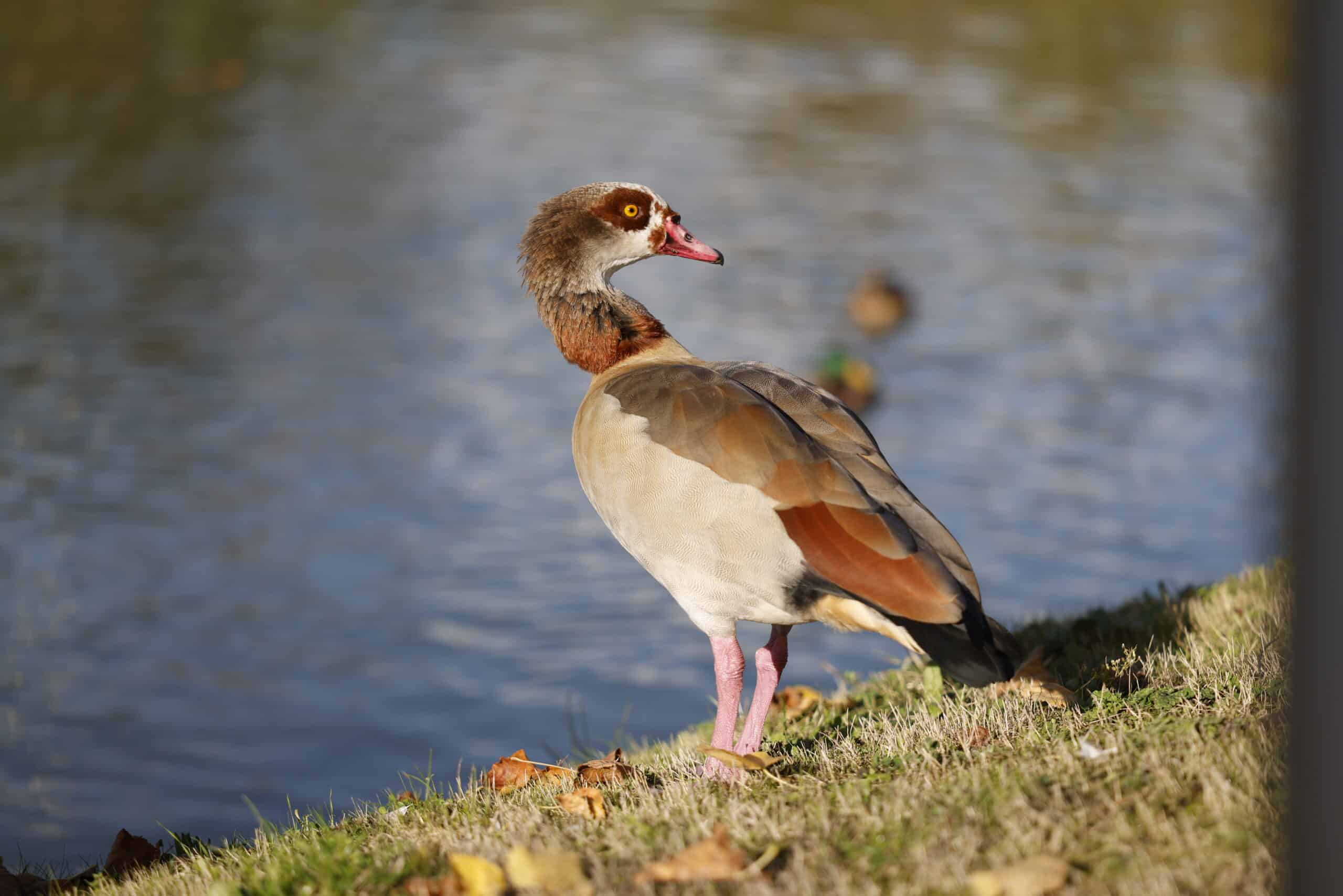Lấy nét tự động mượt mà với công nghệ Nano USM kép