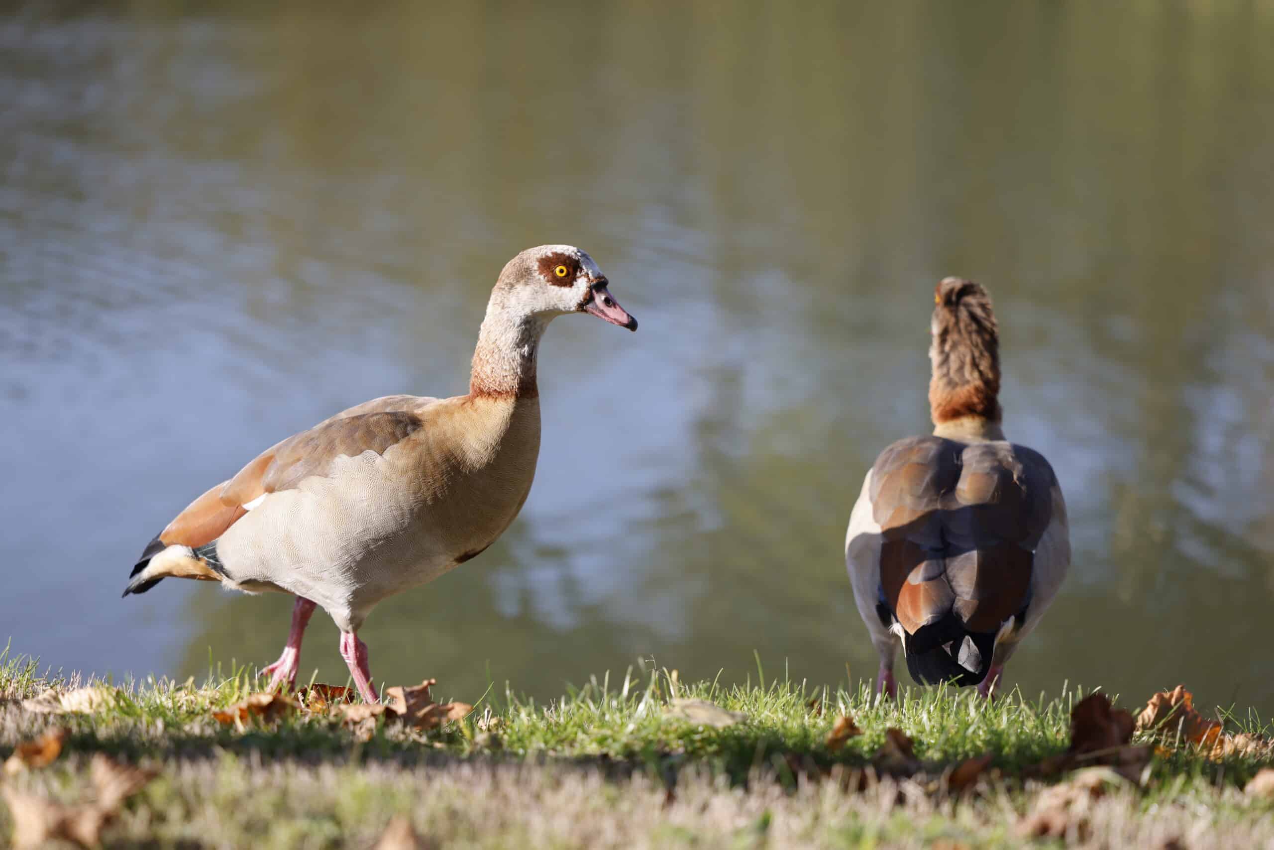 Cấu trúc quang học cao cấp, lớp phủ đa lớp chống lóa