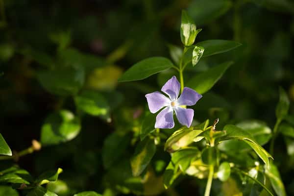 Vòng điều khiển tùy chỉnh linh hoạt