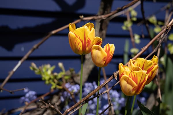 Hiệu suất lấy nét nhanh, chính xác với động cơ USM