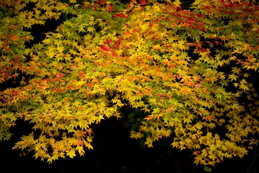 Ổn định hình ảnh và lấy nét nhanh