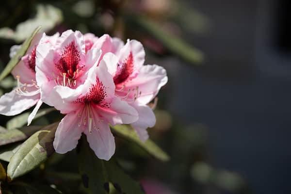 Khẩu độ f/1.2 – Kiểm soát ánh sáng và độ sâu trường ảnh tối ưu