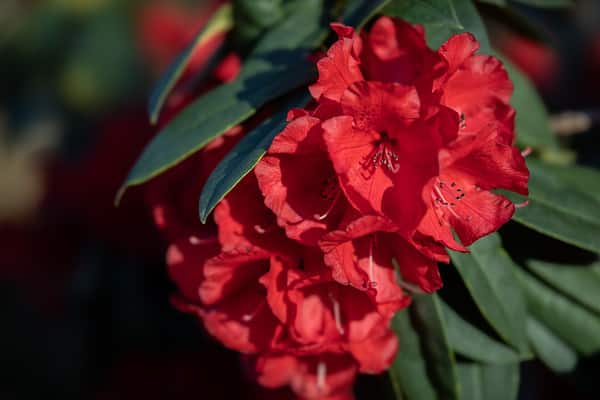 Cấu tạo quang học tinh xảo – Hình ảnh sắc nét và trong trẻo