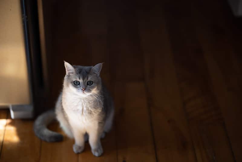 Tiêu cự 85mm & khẩu độ f/1.2 – Lý tưởng cho ảnh chân dung nghệ thuật