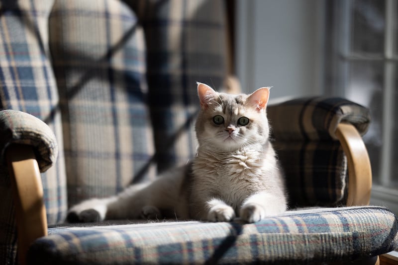 Hiệu ứng bokeh mượt mà với 9 lá khẩu tròn