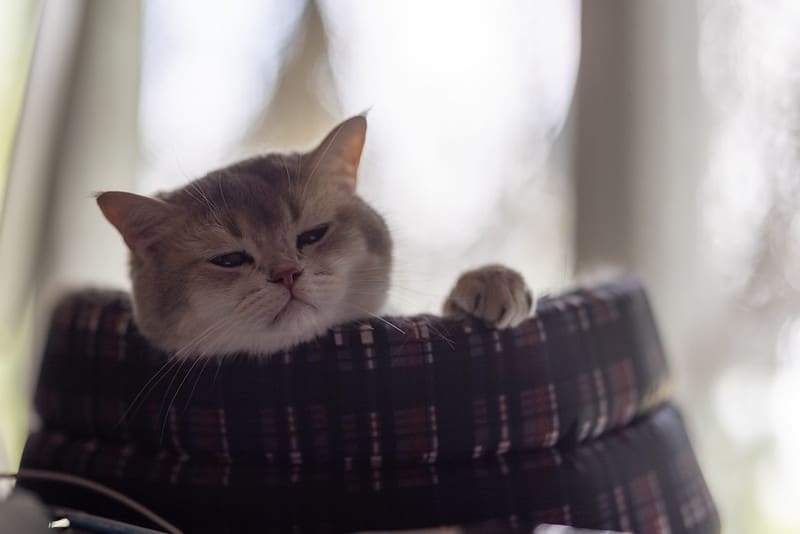 Lấy nét siêu nhanh và mượt mà với động cơ USM vòng