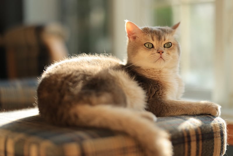 Hiệu suất quang học vượt trội nhờ thấu kính BR và lớp phủ ASC