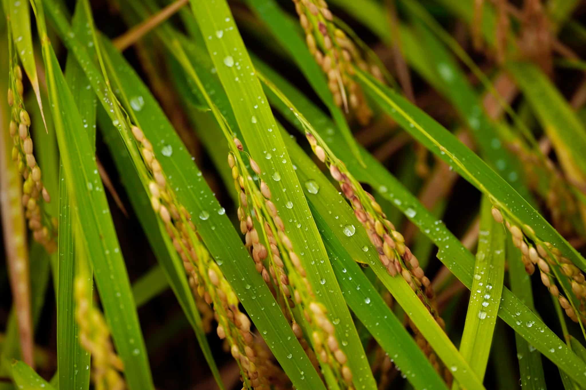 Ống kính Sigma 105mm F2.8 DG DN Macro Art ngàm Sony E