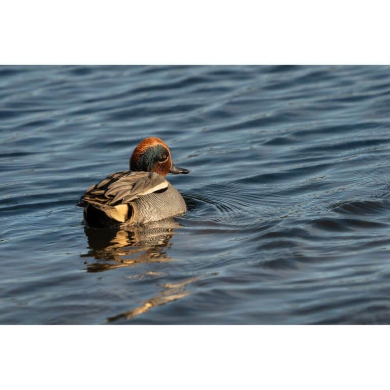 Ống kính Sigma 300-600mm F4 DG OS Sports ngàm L