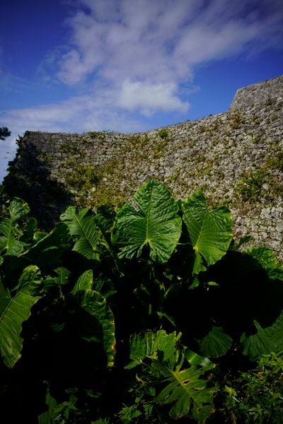 Ống kính Sigma 24mm F3.5 DG Contemporary ngàm L (Silver)