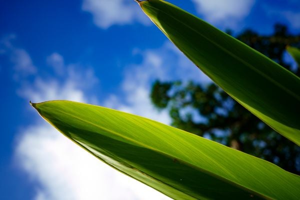 Ống kính Sigma 24mm F3.5 DG Contemporary ngàm L (Silver)