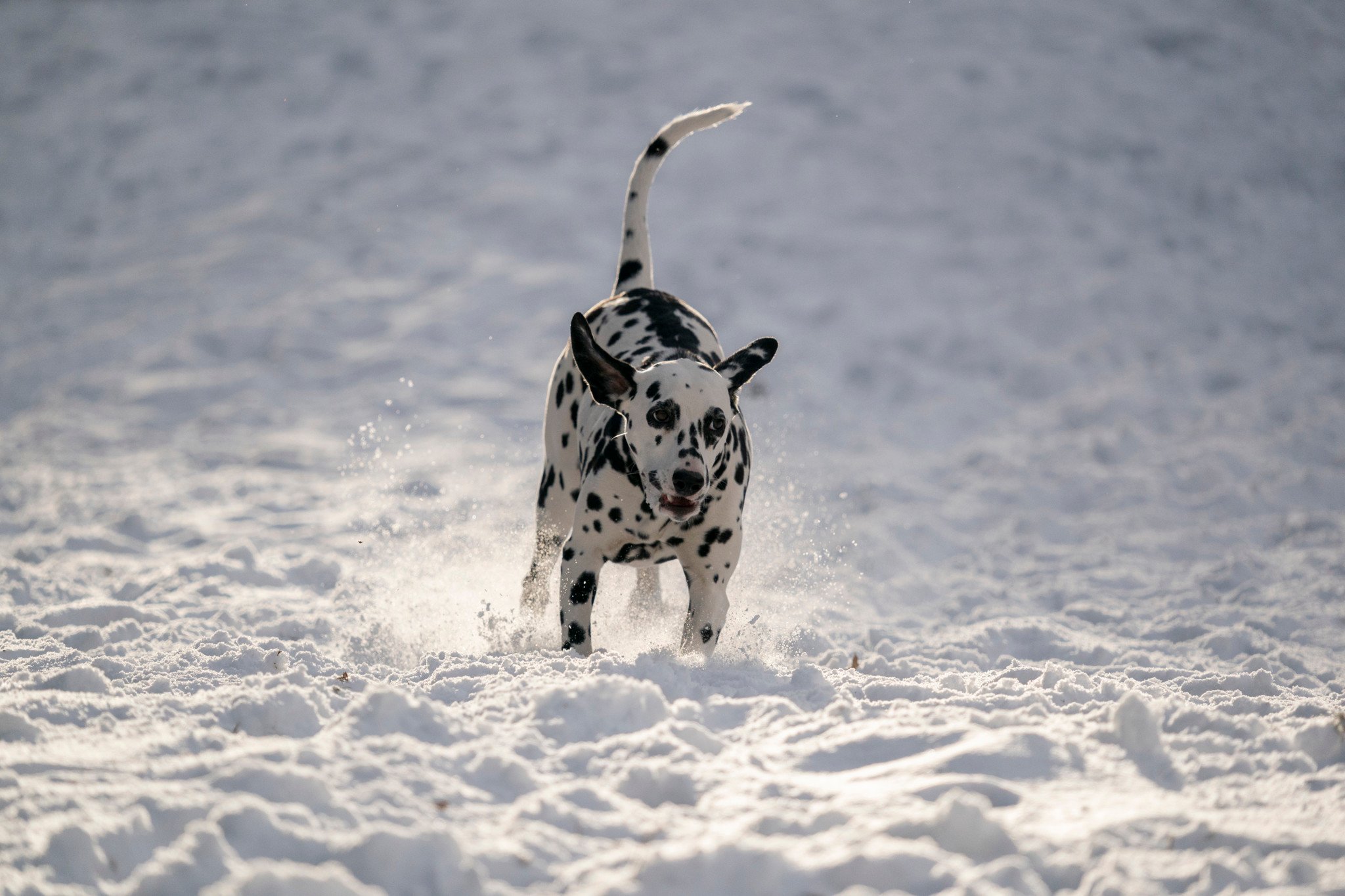 Ống kính Sigma 60-600mm F4.5-6.3 DG DN OS Sports ngàm Sony E