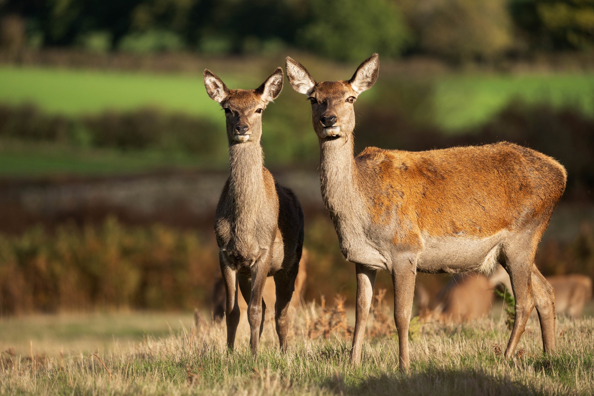 Ống kính Sigma 60-600mm F4.5-6.3 DG DN OS Sports ngàm Sony E