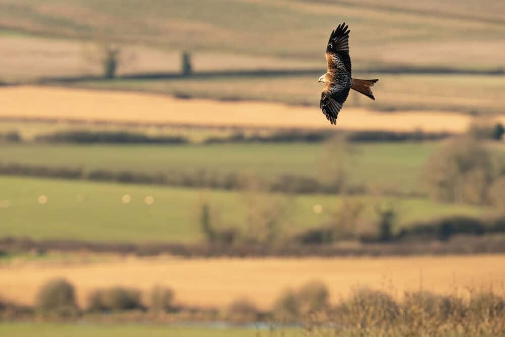 Ống kính Sigma 300-600mm F4 DG OS Sports ngàm L