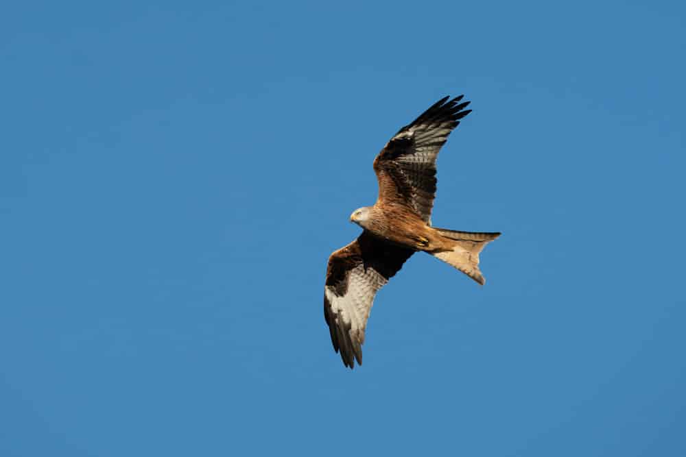 Ống kính Sigma 300-600mm F4 DG OS Sports ngàm L