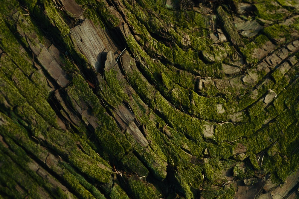 Ống kính Sigma 16-300mm F3.5-6.7 DC OS Contemporary ngàm L