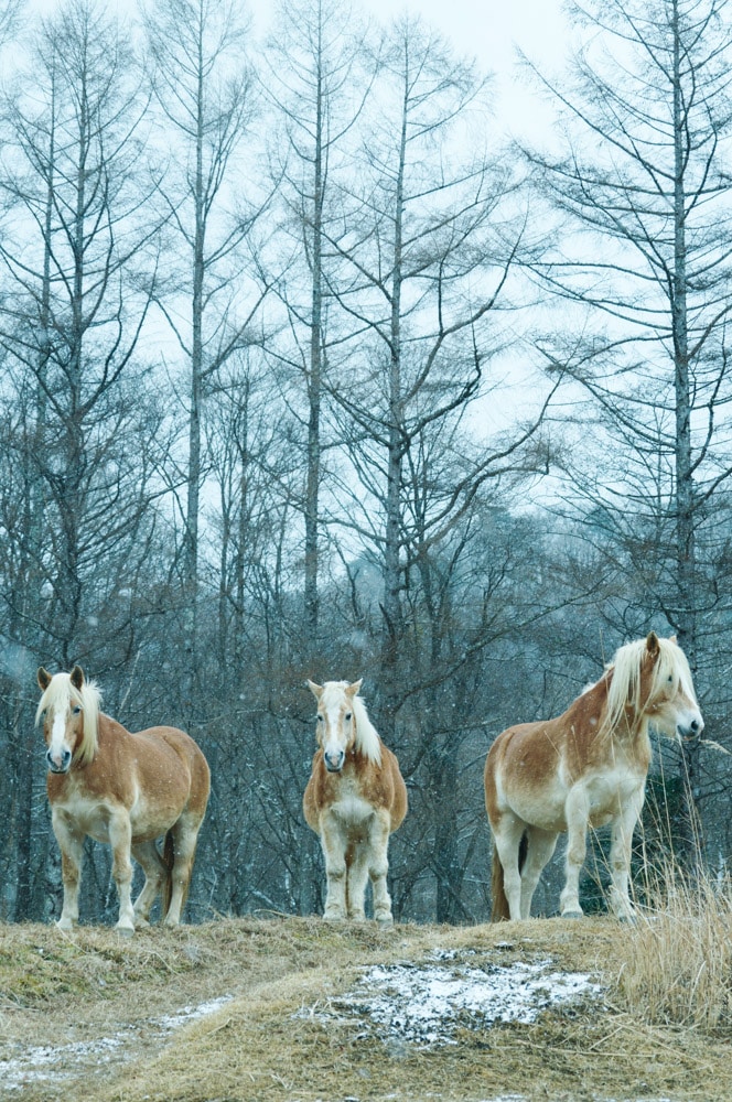 Ống kính Sigma 16-300mm F3.5-6.7 DC OS Contemporary ngàm L