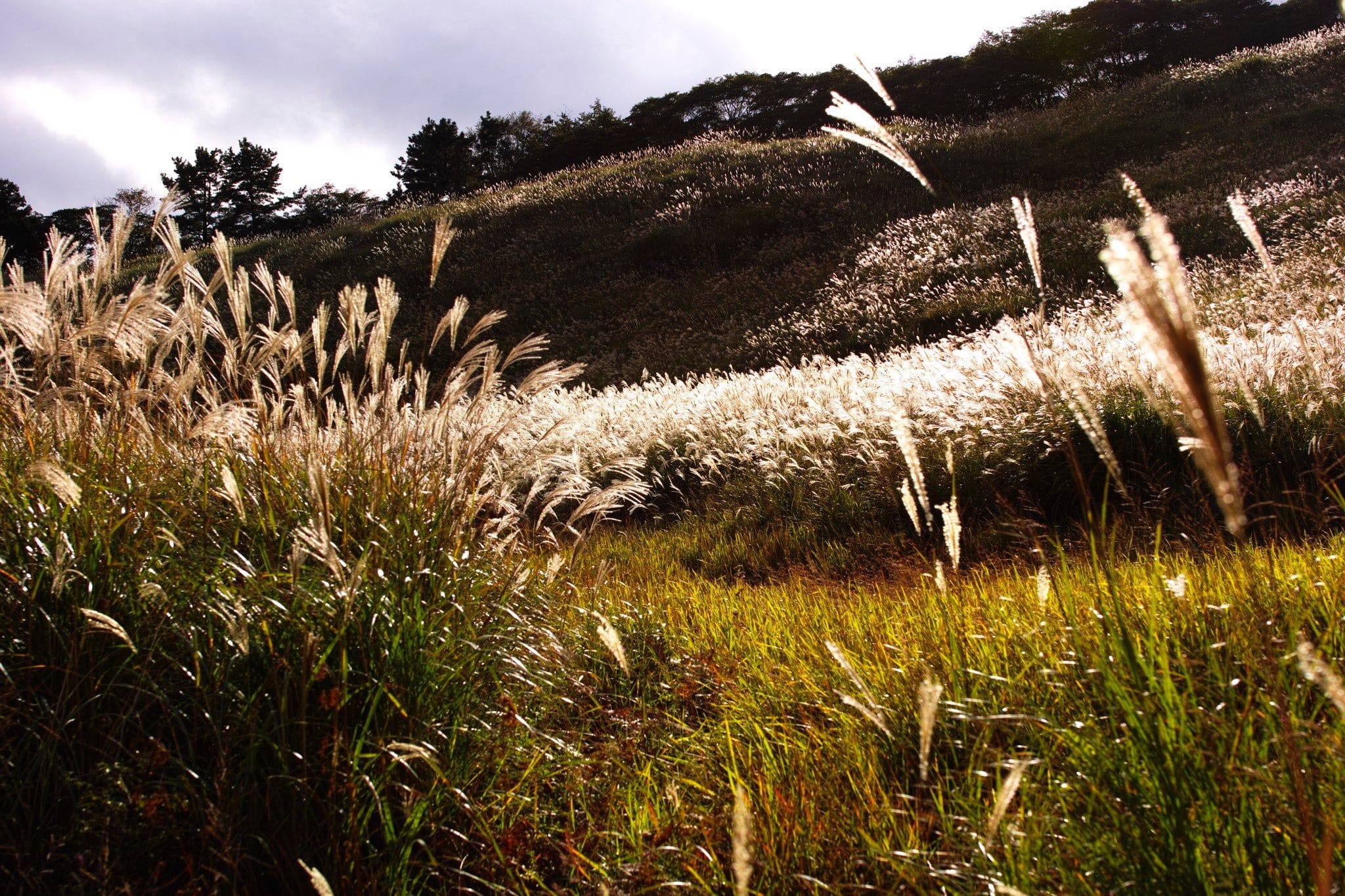 Ống kính Sigma 35mm F1.4 DG HSM ngàm Canon EF