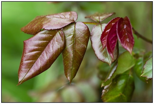 Ống kính Sigma 24mm F1.4 DG DN Art ngàm L