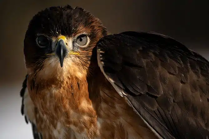 Tamron 150-500mm F/5-6.7 Di III VC VXD Nikon Z - A057Z