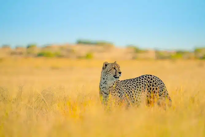 Tamron 150-500mm F/5-6.7 Di III VC VXD Nikon Z - A057Z